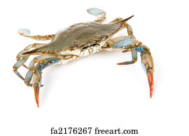 Free art print of Live blue crab in a fight pose. Live blue crab in a ...