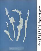 Botrychium Art Print - Botrychium Lunaria