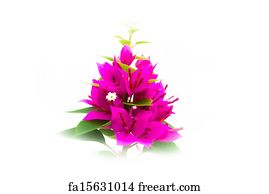 Art Print - Bougainvillea