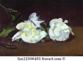 Shears Art Print - Branch Of White Peonies And Shears