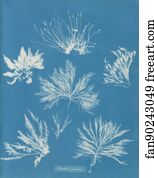 Plumosa Art Print - Bryopsis Plumosa