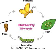 Free art print of A Set of Butterfly Life Cycle. A Set of Butterfly ...