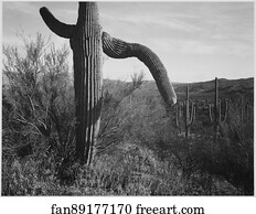 Left Art Print - Cactus At Left And Surroundings, "saguaro National Monument, " Arizona. Photographs Of National Parks And Monuments, Compiled 1941 - 1942, Documenting The Period Ca. 1933 - 1942.