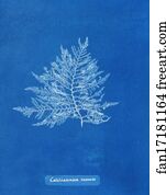 Roseum Art Print - Calithamnion Roseum