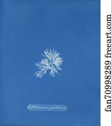 Loose Art Print - Callithamnion Gracillimum [Loose Plate]