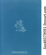 Callithamnion Art Print - Callithamnion Hookeri. Var.