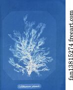 Callithamnion Art Print - Callithamnion Plumula