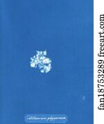 Callithamnion Art Print - Callithamnion Polyspermum