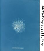 Callithamnion Art Print - Callithamnion Roseum