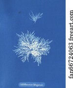 Callithamnion Art Print - Callithamnion Tetragonum