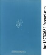 Callithamnion Art Print - Callithamnion Thuyioides