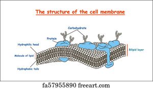 Free art print of Plasma membrane of a cell with associated proteins ...