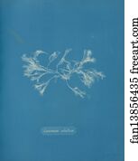 Ceramium Ciliatum Art Print - Ceramium Ciliatum