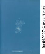 Ceramium Art Print - Ceramium Fastigiatum