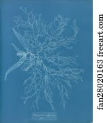 Rubrum Art Print - Ceramium Rubrum, Var.
