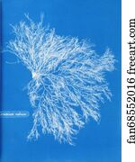 Rubrum Art Print - Ceramium Rubrum