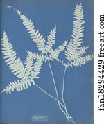 Ceylon Art Print - Ceylon