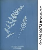 N America Art Print - Cheilanthes Microphylla, N. America