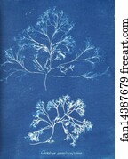 Chondrus Art Print - Chondrus Membranifolius