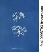 Chondrus Art Print - Chondrus Norvegicus