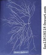 Chordaria Art Print - Chordaria Flagelliformis