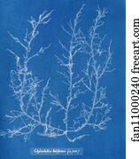 Chylocladia Art Print - Chylocladia Kaliformis (In Fruit)