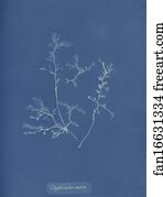 Chylocladia Ovalis Art Print - Chylocladia Ovalis