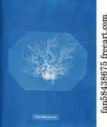 Chylocladia Art Print - Chylocladia Parvula