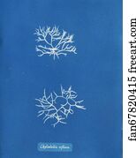 Chylocladia Art Print - Chylocladia Reflexa