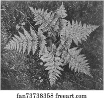 Up Art Print - Close-Up Of Ferns, From Directly Above, "in Glacier National Park, " Montana. Photographs Of National Parks And Monuments, Compiled 1941 - 1942, Documenting The Period Ca. 1933 - 1942.