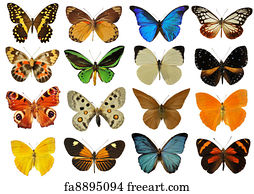 Featured image of post Colourful Printable Butterfly Pictures : Thompson&#039;s treasures at teachers pay teachers.