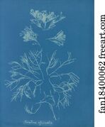 Corallina Art Print - Corallina Officinalis