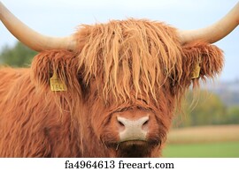 Free Free 115 Highland Cow Free Svg SVG PNG EPS DXF File