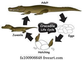 Free Crocodile Life Cycle Diagram Illustration Art Prints and Artworks ...