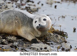 Free Baby Harbor Seal Art Prints And Wall Artwork Freeart