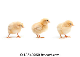 Free Art Print Of Three Cute Baby Chickens Chicks Three Young