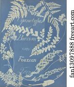 Foreign Art Print - Cyanotypes Of British And Foreign Ferns