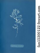 Cystoseira Ericoides Art Print - Cystoseira Ericoides. Cystoseira Tamariscifolia (Hudson) Papenfuss. Cyanotype Photogram.