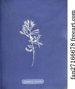 Cystoseira Ericoides Art Print - Cystoseira Ericoides. Cystoseira Tamariscifolia (Hudson) Papenfuss. Cyanotype Photogram.
