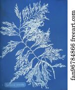 Cystoseira Ericoides Art Print - Cystoseira Ericoides
