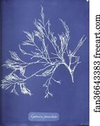 Foeniculacea Art Print - Cystoseira Foeniculacea