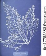Photogram Art Print - Cystoseira Granulata. Cyanotype Photogram.