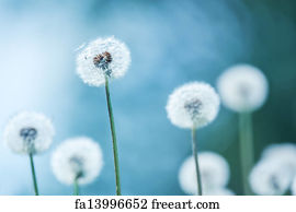 Free art print of Dandelion Closeup. Dandelion abstract background