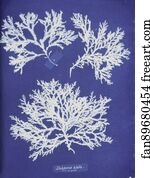 Delesseria Art Print - Delesseria Alata