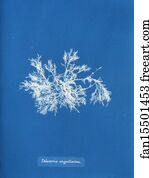 Delesseria Art Print - Delesseria Angustissima