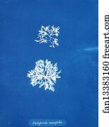 Delesseria Art Print - Delesseria Ruscifolia