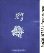 Delesseria Art Print - Delesseria Ruscifolia