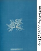 Delesseria Sinuosa Art Print - Delesseria Sinuosa, Var