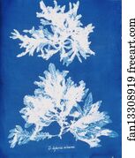 Delesseria Sinuosa Art Print - Delesseria Sinuosa