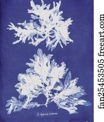 Delesseria Sinuosa Art Print - Delesseria Sinuosa